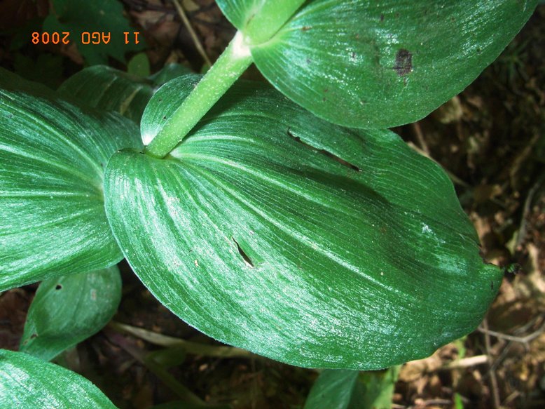 Epipactis helleborine